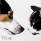 Close-up of a dog and a cat facing each other.