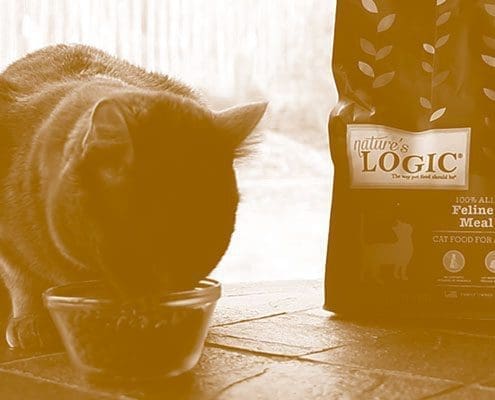 A cat eats from a bowl beside a bag of Nature's Logic cat food.