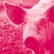 Close-up of a pig's face facing the camera in a pink-toned setting.