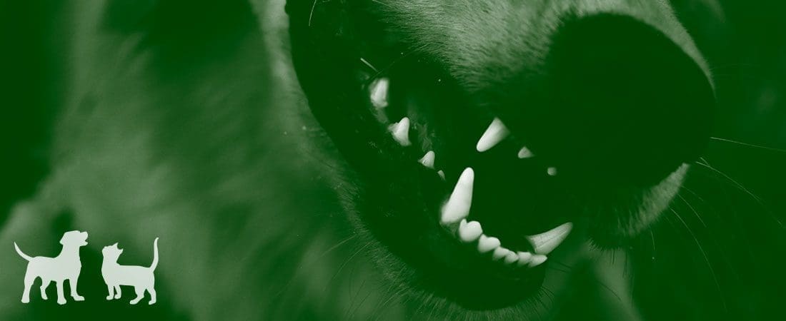 Header-Image Close-up of a dog's open mouth showing sharp teeth, with a green tint and two white dog silhouettes in the lower-left corner.