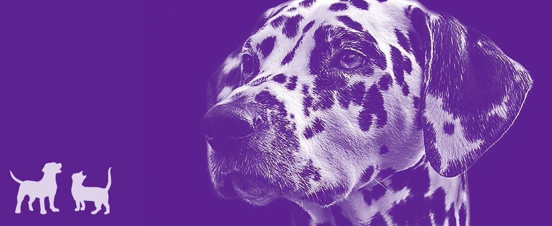 Header-Image-Omega-3 A purple background featuring two small white dog silhouettes on the left and a Dalmatian head on the right.