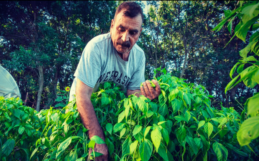 comm-crops Man harvesting green plants in a garden, wearing a "NEBRASKA" T-shirt, surrounded by trees.