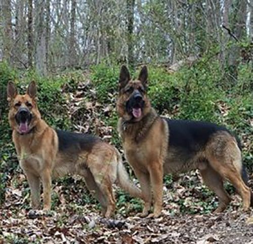 Lew-GSD Two happy German Shepherds from Nature's Logic dog food testimonial.