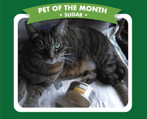 A gray and brown tabby cat lying on blanket with a can of Nature's Logic wet cat food.