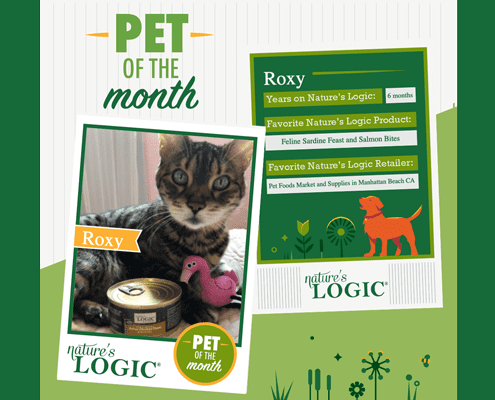 Roxy, a tabby cat pictured with a can of Nature's Logic Feline Feast is our pet of the month.
