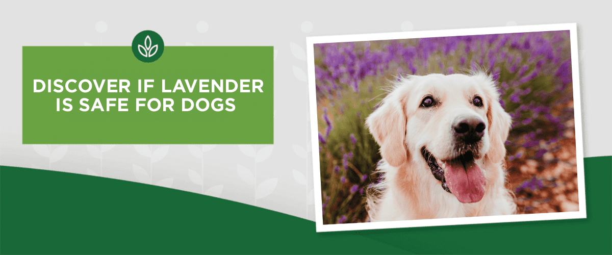 Is Lavender Safe For Dogs? Is Lavender Safe For Dogs?