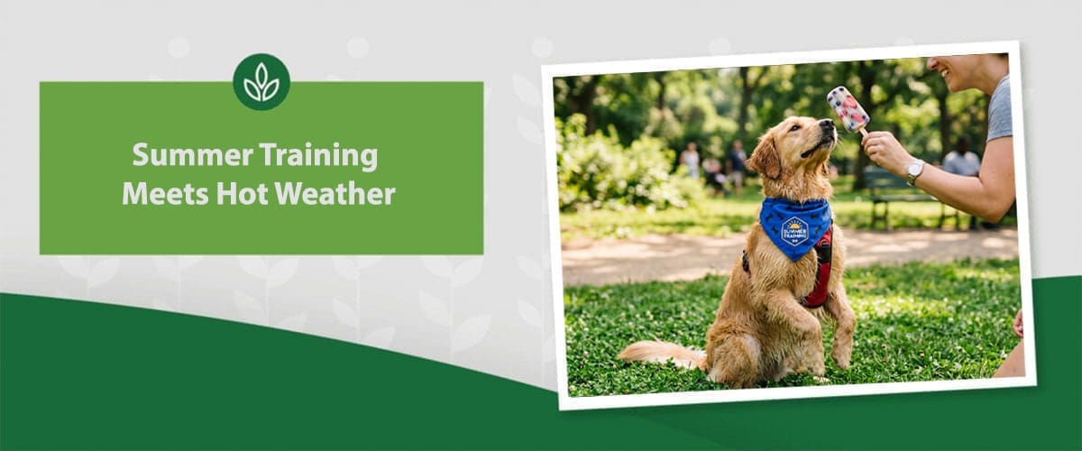 summer-training A small dog wearing a blue bandana sits on grass as a person offers a treat, beside a green banner that reads 'Summer Training Meets Hot Weather'.